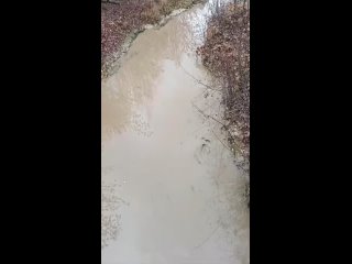 Жители Копосовской дубравы в шоке — посмотрите, что творится.  «Пены было море! Это уже не первый раз. Вон из той трубы... (видео)