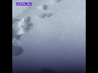 Травмированный дикобраз пришёл за помощью к женщине, и она ему помогла.   Позже он стал частенько захаживать к ней в... (видео)