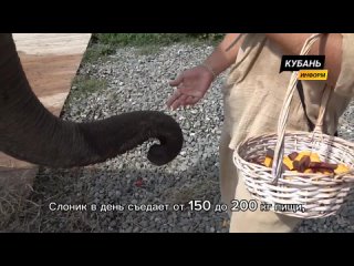 Летние каникулы закончились: слоны прощаются с Сочи, впереди гастроли  Три гиганта отдыхали в парке Нижняя Шиловка. Там... (видео)