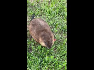 Вот такие милашки гуляют у озера Кабан (видео)