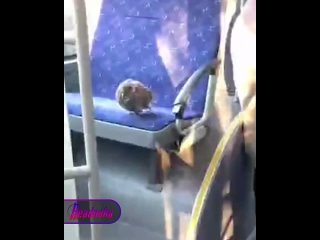 Пернатого пассажира заметили в автобусе Владивостока    Голубя обнаружили в одном из автобусов во Владивостоке — он не... (видео)