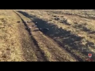 Под Красноярском собаки насмерть загрызли 10-летнего мальчика    Трагедия произошла в Березовском районе. По данным... (видео)