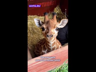 Добро пожаловать, малыш.❤❤❤ - Светлана Мележечкина