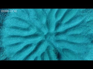 Pufferfish crop circles - Life Story_ Episode 5 preview - BBC One