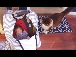 Лучшие друзья  Домашние животные и малыши Милые забавные моменты