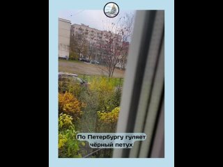 Чёрный петух повстречался петербуржцу вечером возле двухэтажки на Народной улице в Невском районе. По словам очевидца,... (видео)