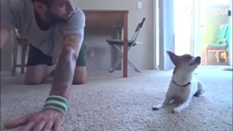 Il cane che fa yoga con il suo