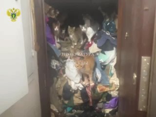 ❌В Москве женщине запретили держать в квартире девять кошек  Об этом ТАСС сообщили в прокуратуре.  Соседи любительницы... (видео)