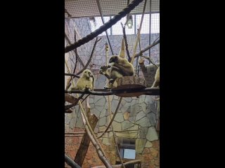🙈 Международный день гиббона празднуют сегодня в Ленинградском зоопарке.  Гостей ждут тематические программы и... (видео)