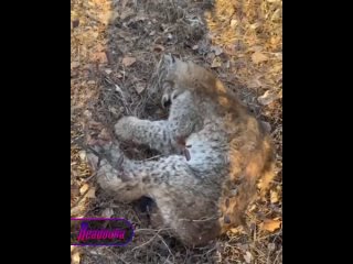 Рысь забралась на ЛЭП в Забайкалье и не смогла оттуда слезть без помощи спасателей    В поселке Новокручининский... (видео)