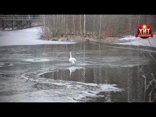 Слушать шансон! Душевные песни хиты! 2025 Сборник шансона! ЛУчшее шансон (8)
