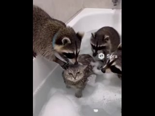 Принимаем ванну и ложимся спать 💫 Доброй ночи ✨✨✨ (видео)