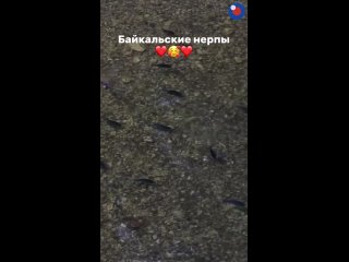 От просмотра этого видео сердце тает быстрее, чем лёд Байкала ❄️❤️ (видео)