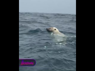 Белый медведь проплыл прямо рядом с лодкой туристов на Чукотке    Белый медведь на Чукотке случайно встретил группу... (видео)