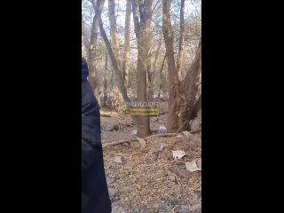 Пишет наша подписчица:  "На берегу Озера Грёз за СовСибирью организовали свалку строительного мусора. В субботу 25... (видео)
