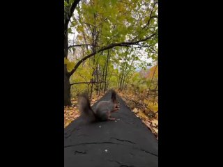 🐿️ Ручные красотки из «Швейцарии»  📹 Игорь Иванов (видео)