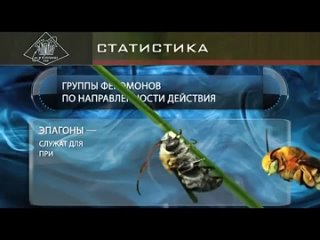Феромоны / Мозговой штурм