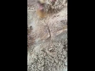 Под Лугой обнаружен древнейший окаменелый пень Ленинградской области  Палеонтологи нашли под Лугой окаменелый пень... (видео)