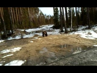 Медведь на дороге Зеленоборск-Советский