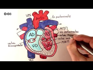 Анатомия сердца ровно за 1 минуту!