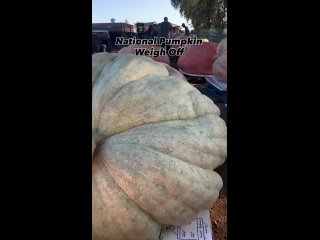 Выставка огромных тыкв (видео)