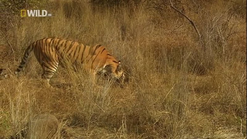 Nat Geo Wild: Tiger Queen