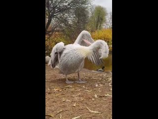 Пеликан по имени Полкан стал звездой Ленинградского зоопарка, когда сотрудники показали, как он ухаживает за своими... (видео)