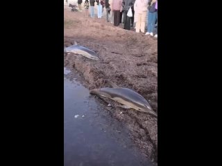 🐬 Дельфины  выбросились на берег в Анапе.  Они оказались матерью и детенышем.   Специалисты центра спасения «Дельфа»... (видео)