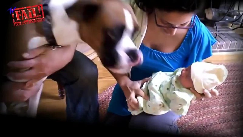 Cats and Dogs Meeting Babies