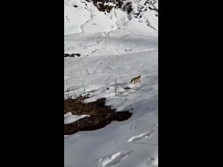 На Бзерпинском карнизе засняли, как охотится лисичка (видео)