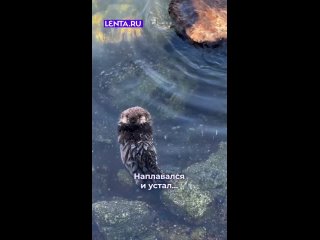 Пока малыш спит, мама воспользовалась моментом и принялась намываться.  ❤ — если всё, как у людей  #лентадобра@lentaru ... (видео)