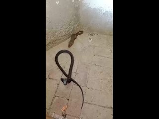 Рики-Тики-Тави!   Киплинг не врал, мангусты — это охотники экстра-класса. Их скорость реакции сопоставима со скоростью... (видео)