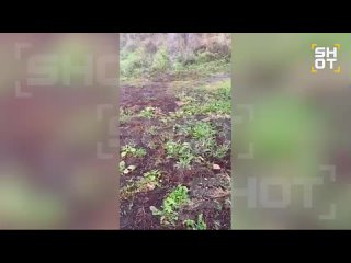 Общественник расстрелял компанию в Башкирии, выдавая своё удостоверение за полицейское    По данным SHOT, всё произошло... (видео)