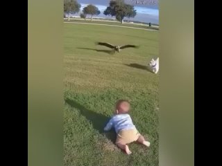 Орёл чуть не утащил маленького ребёнка, но пёс спас его, в последний момент вырвав из лап хищника.    Сейчас одно из... (видео)