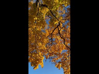 Осень в Летнем саду 🍂.  Видео: marina_zippy (видео)