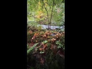 🍄 Огромный пень, весь покрытый опятами, обнаружили по пути к Семёновскому водопаду. (видео)