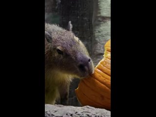 Обитатели Москвариума уже отмечают праздник осени!   Посетители могут наблюдать, как обитатели вольеров с удовольствием... (видео)