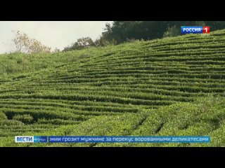 В Сочи начался сезон цветения чая  Вечнозеленые чайные кусты покрылись бело-желтыми цветами. Чай цветет осенью, а... (видео)
