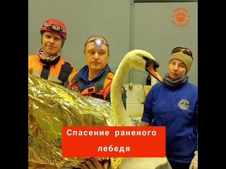 Волонтёры «Кошкиспаса» помогли лебедю, которого подстрелили неадекваты под Гатчиной. Компания отдыхавших на водоёме... (видео)
