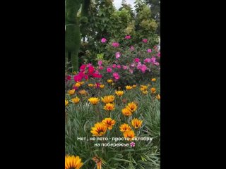 Сидим с рыжиком любуемся - Настюха-Из-Сочи Мой