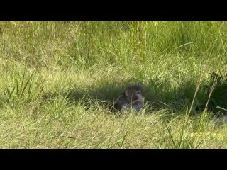 Грузовик с лабораторными обезьянами, переносящими гепатит и COVID, перевернулся в США по дороге из Тулейнского... (видео)