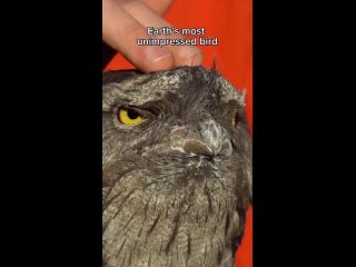 Доброе утро! (видео)