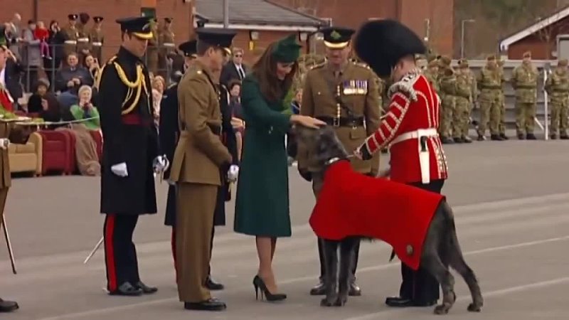 Kate presents shamrocks to troops and army dog on St Patrick's Day