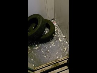 В Старом Петергофе задержали мужчину, который минувшей ночью бил зеркала и жег покрышки в многоэтажке.   В первом часу... (видео)