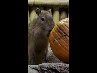 Сегодня в Московском зоопарке животные наслаждались праздничным угощением.   В честь Хэллоуина им предложили тыкву.  👉... (видео)