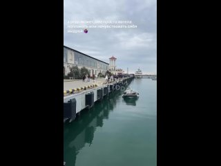 В морском порту Сочи спасли кошку   Кошка решила устроить заплыв среди яхт в сочинском морском порту. Как она туда... (видео)