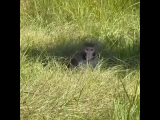 В американском штате Миссисипи зафиксировано ДТП с участием грузового автомобиля, перевозившего обезьян для... (видео)