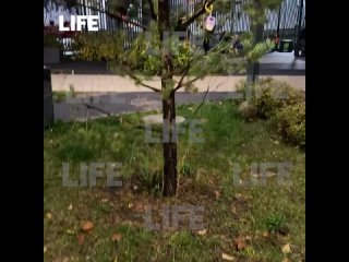 Войну с крысами ведут жильцы московского комплекса «Восточное Бутово».    По информации SHOT ПРОВЕРКИ, территория рядом... (видео)