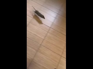 Несколько студентов колледжа "Звёздный", который находится в доме №15к2 на Звёздной улице, пожаловались на массовое... (видео)