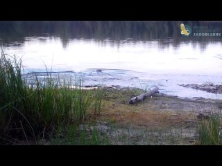 В Нижне-Свирском заповеднике бобры продемонстрировали, что настоящая любовь — это не лебединая, а как раз-таки бобриная. (видео)